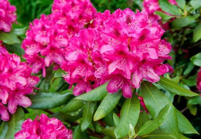 il-rododendro_NG1