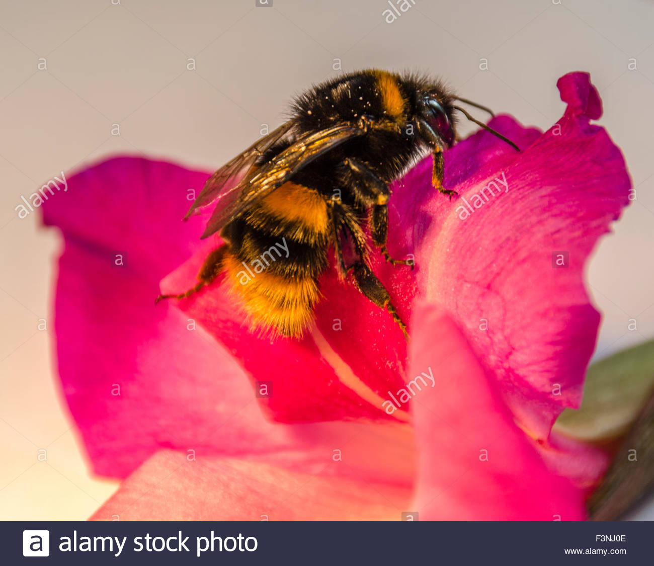 L’ape e la mosca