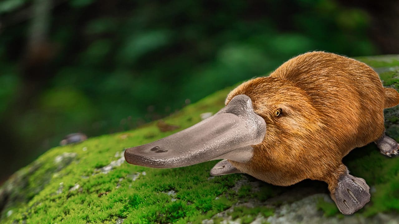 L’ornitorinco