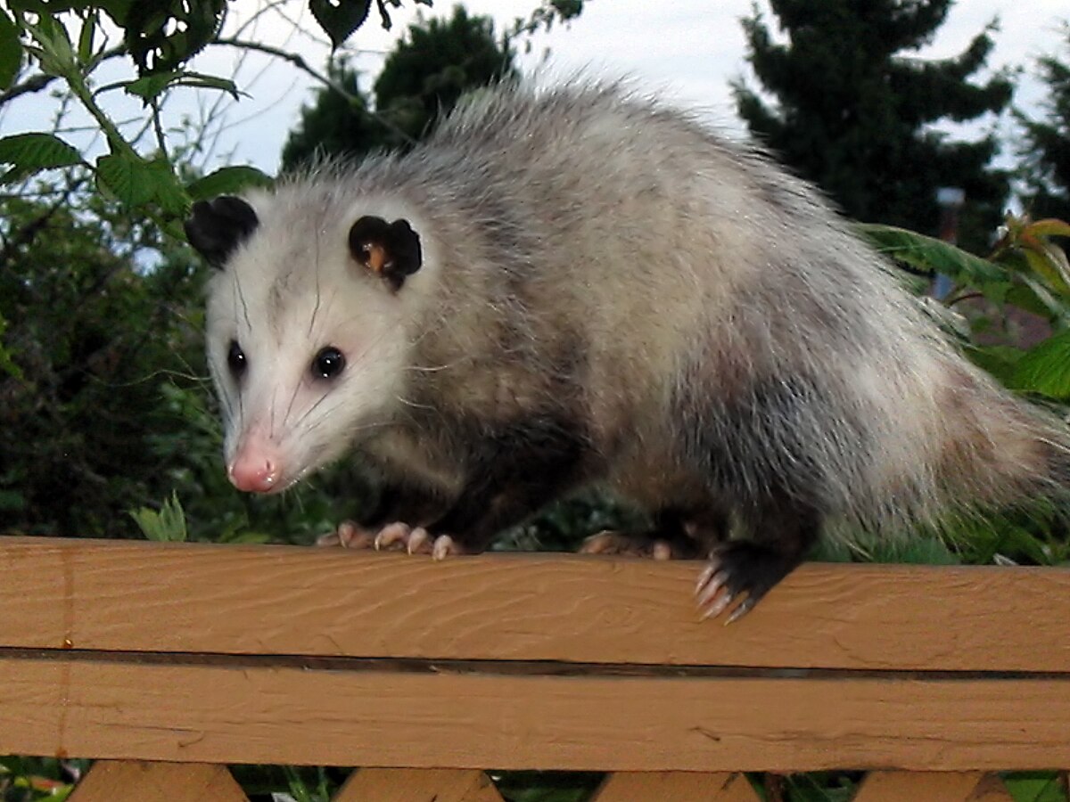 L’opossum